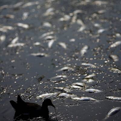 Drecklacke im olympischen Ruderrevier