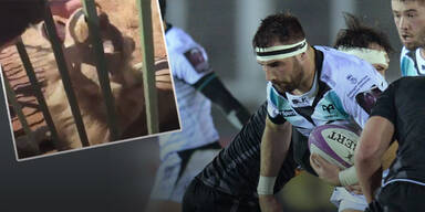 Rugby-Star von L&ouml;wen gebissen