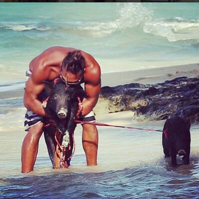 Das ist Kama, das surfende Schwein