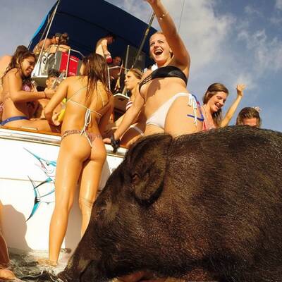 Das ist Kama, das surfende Schwein