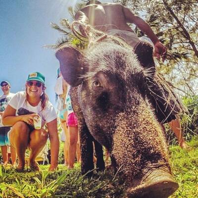 Das ist Kama, das surfende Schwein