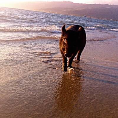 Das ist Kama, das surfende Schwein