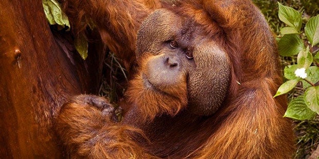 Grausamer Fund: Orang-Utan enthauptet