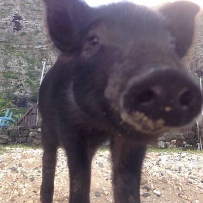 Das ist Kama, das surfende Schwein