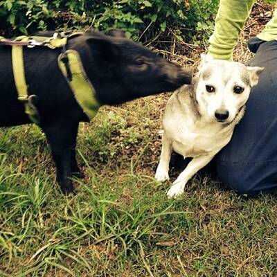 Das ist Kama, das surfende Schwein