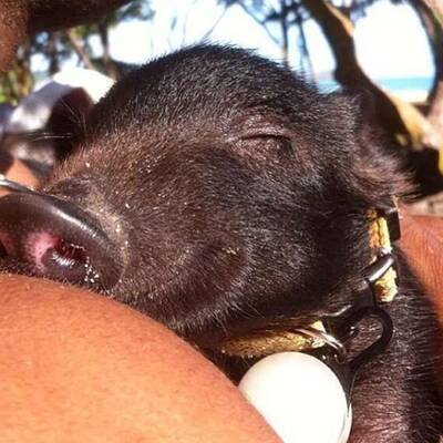 Das ist Kama, das surfende Schwein