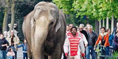 Hier spaziert ein Elefant durch Zürich