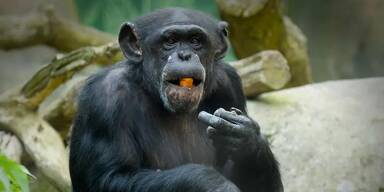Schimpanse