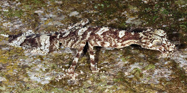 Blattschwanzgecko