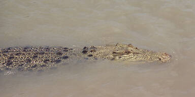 Mann kämpfte mit Schraubenschlüsseln gegen Krokodile