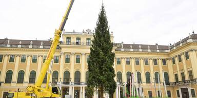 Fichte aus dem Salzkammergut als Christbaum vor Schloss Sch&ouml;nbrunn