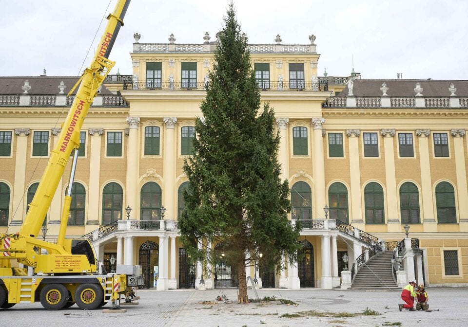 Fichte aus dem Salzkammergut als Christbaum vor Schloss Schönbrunn