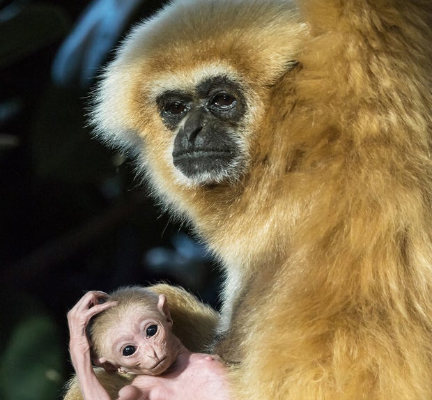 So süß ist das neue Gibbons-Baby