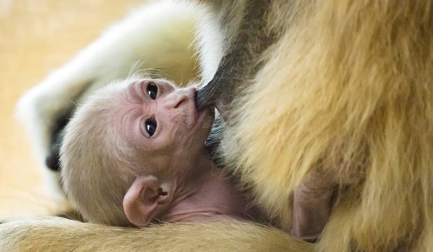 So süß ist das neue Gibbons-Baby