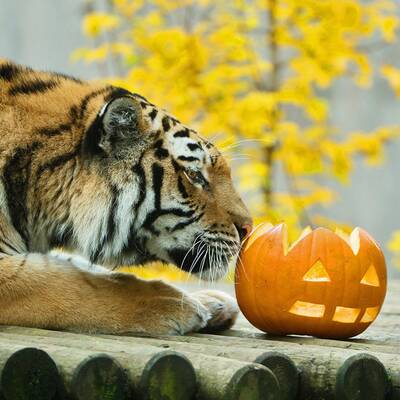 Tierisches Halloween