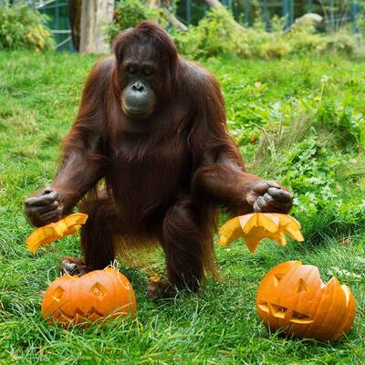 Tierisches Halloween