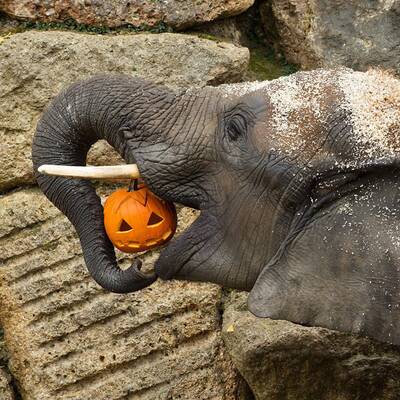 Tierisches Halloween