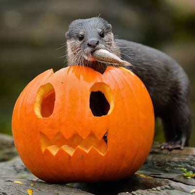 Tierisches Halloween