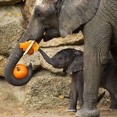 Tierisches Halloween