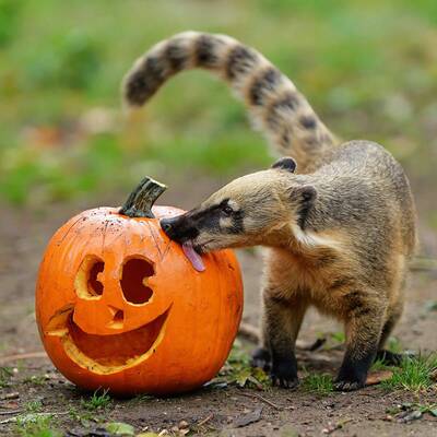 Tierisches Halloween