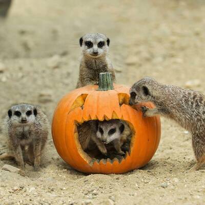 Tierisches Halloween