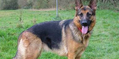 sch_ferhund