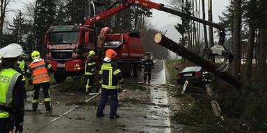 Baum stürzt auf fahrende Autos 