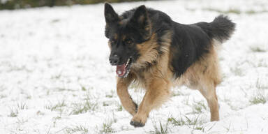 Hund fiel über Säugling her