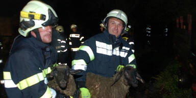 Feuerwehr-Großeinsatz: 60 Schafe gerettet 