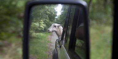 Autofahrer hatte f&uuml;nf Schafe im Gep&auml;ck