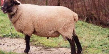 schaf
