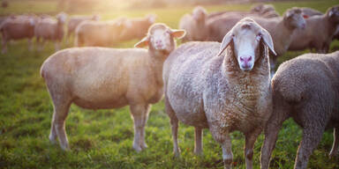 Hirtenproteste nach Tod von 125 Schafen