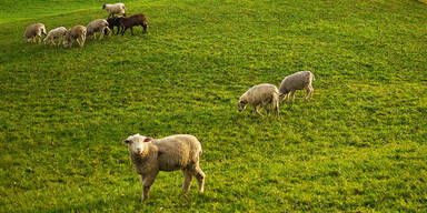 Unbekannte stahlen 20 Bergschafe von Weide