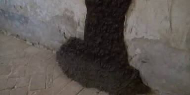 "Museum der Schei&szlig;e" er&ouml;ffnet