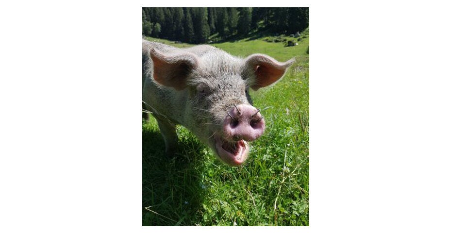 Grausame Tierquälerei: Erneut Schweinen Löcher in Rüssel gebohrt