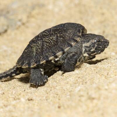 Nachwuchs bei Schnappschildkröten