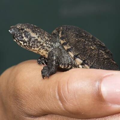 Nachwuchs bei Schnappschildkröten