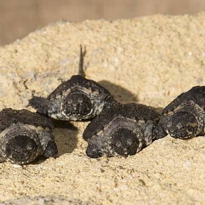Nachwuchs bei Schnappschildkröten