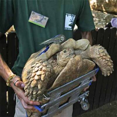 Schildkröte bekommt Rollstuhl