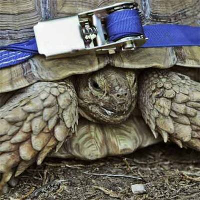 Schildkröte bekommt Rollstuhl