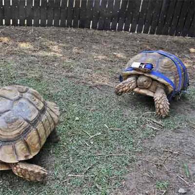 Schildkröte bekommt Rollstuhl