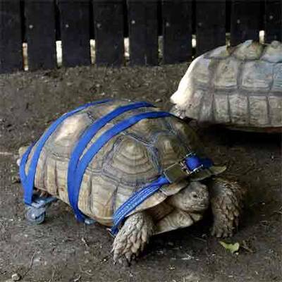 Schildkröte bekommt Rollstuhl