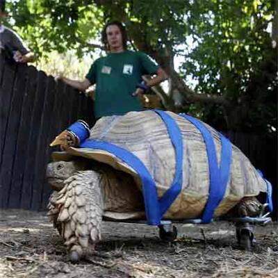 Schildkröte bekommt Rollstuhl