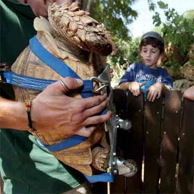 Schildkröte bekommt Rollstuhl