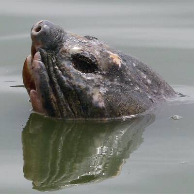 Legendäre Riesenschildkröte gefangen