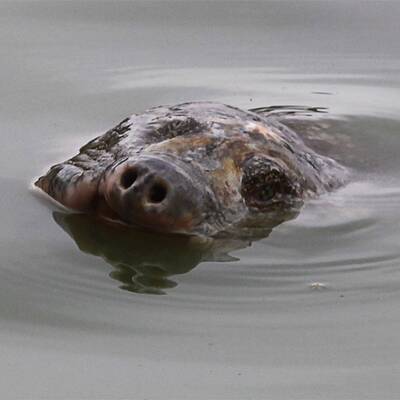 Legendäre Riesenschildkröte gefangen