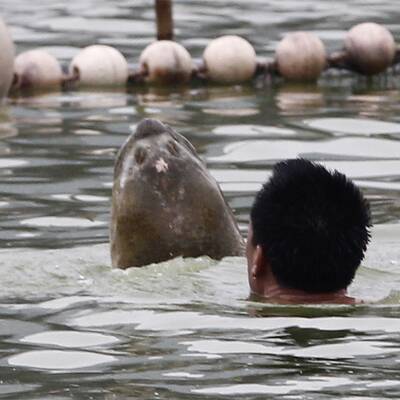Legendäre Riesenschildkröte gefangen
