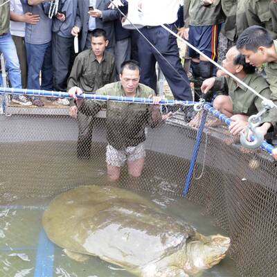 Legendäre Riesenschildkröte gefangen