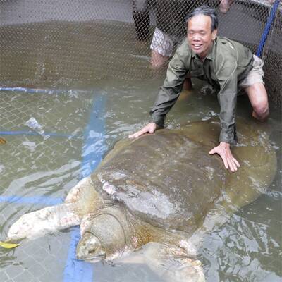 Legendäre Riesenschildkröte gefangen