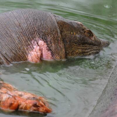 Legendäre Riesenschildkröte gefangen